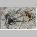 Nomada lathburiana - Wespenbiene m20 10mm.jpg